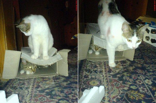 Commando cat