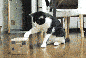 06e.gif
