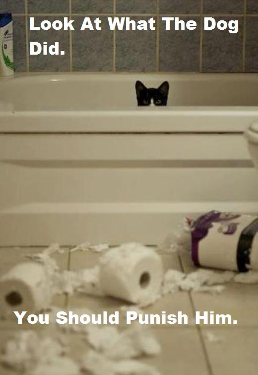 Evil Cat