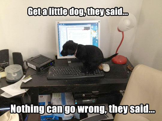 crapping puppy it will be fun, they said know your meme db4 crapping puppy it will be fun, they said know your meme
