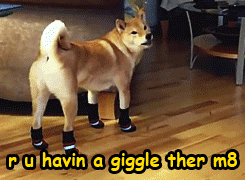 shibe u havin a giggle m8 i swear on me mum know your meme 2ed shibe u havin a giggle m8 i swear on me mum know your meme,Shiba Meme