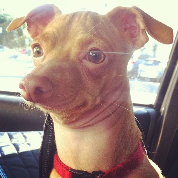 [Image 653743] Phteven / Tuna the Dog Know Your Meme