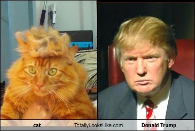donald trump cat comparison trump your cat know your meme 390 donald trump cat comparison trump your cat know your meme