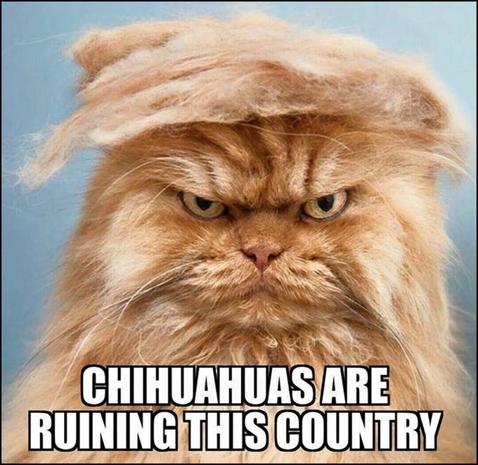 Grumpy Cat Donald Trump Memes Grumpy Cat Donald Trump Memes