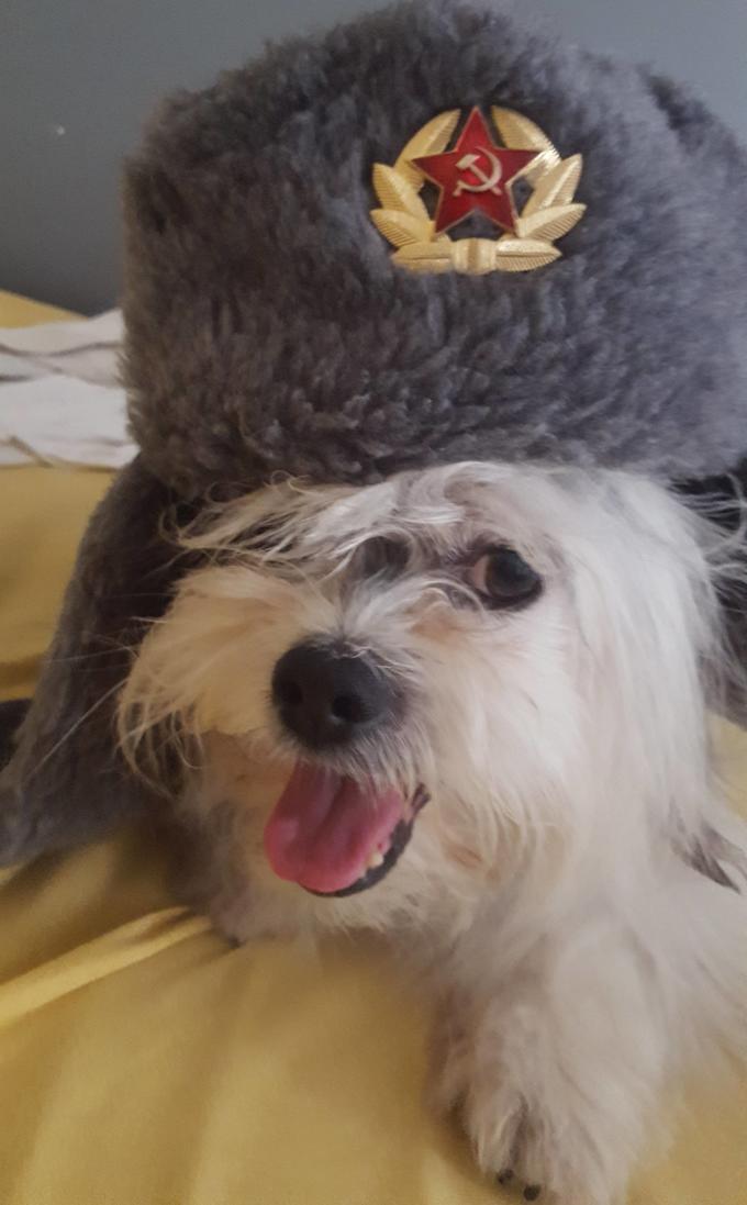 Comrade Doggo as comrade pupper meme Comrade Doggo as comrade pupper meme