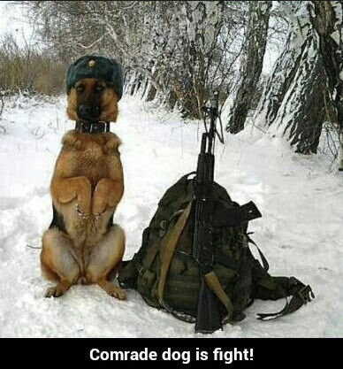 comrade Doggo meme with soldier version of our beloved leader comrade Doggo meme with soldier version of our beloved leader