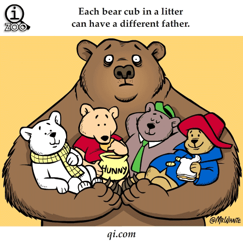 Each bear cub in a litter can have a different father. Crossover