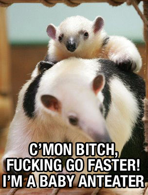 Anteater fuck you