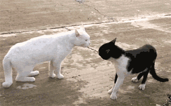 d12.gif