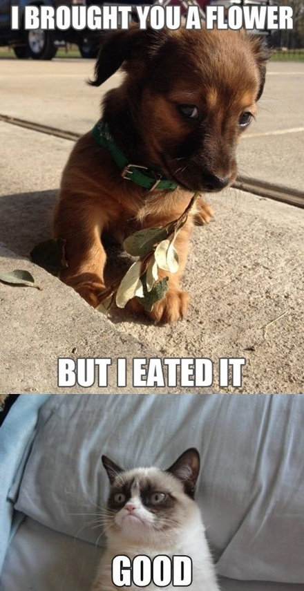 how adorable grumpy cat know your meme 711 how adorable grumpy cat know your meme