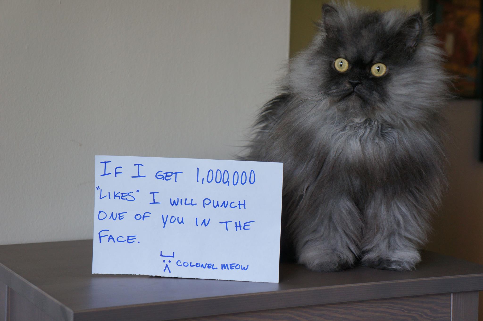colonel meow image gallery know your meme 359 colonel meow image gallery know your meme,Meow Meme