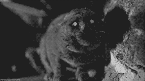 0e2.gif