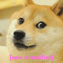 gif doge know your meme 02d gif doge know your meme
