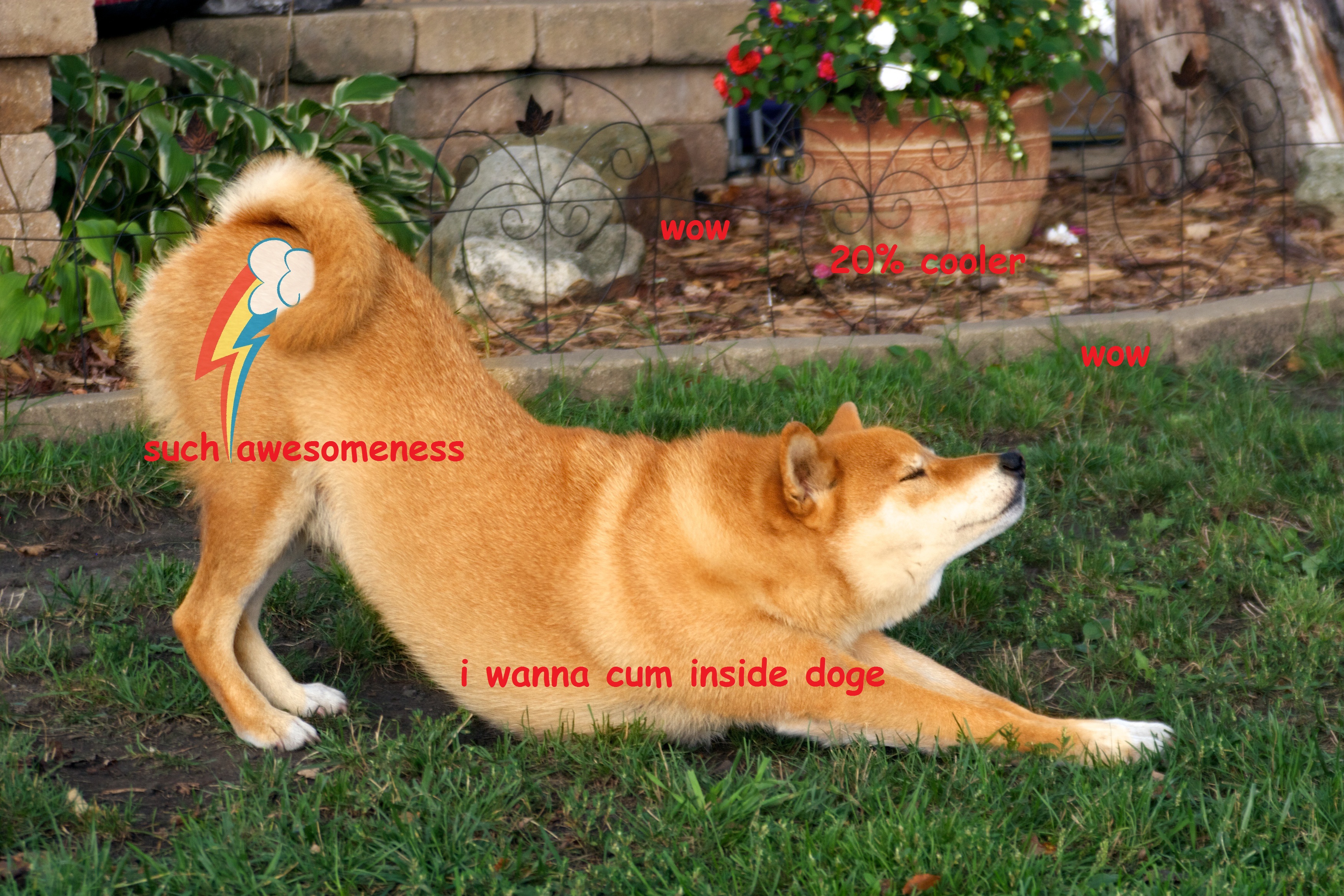 shibe is best pone my little pony friendship is magic know 9a7 shibe is best pone my little pony friendship is magic know,Shiba Meme