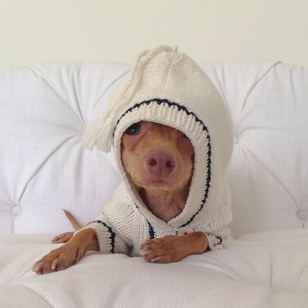 [Image 653766] Phteven / Tuna the Dog Know Your Meme