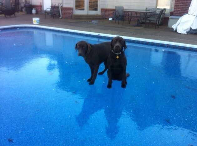 sorry girls no swimming today dogs know your meme 309 sorry girls no swimming today dogs know your meme