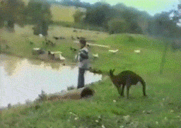 http://i0.kym-cdn.com/photos/images/original/000/788/211/9cb.gif