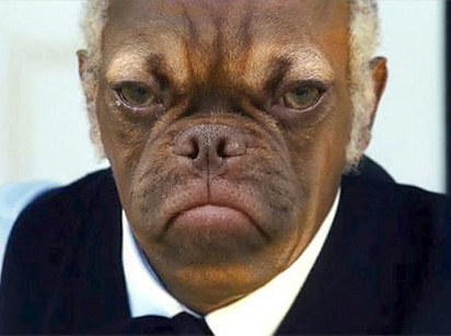 samuel jackson & earl faceswapped earl the grumpy puppy know d36 samuel jackson & earl faceswapped earl the grumpy puppy know