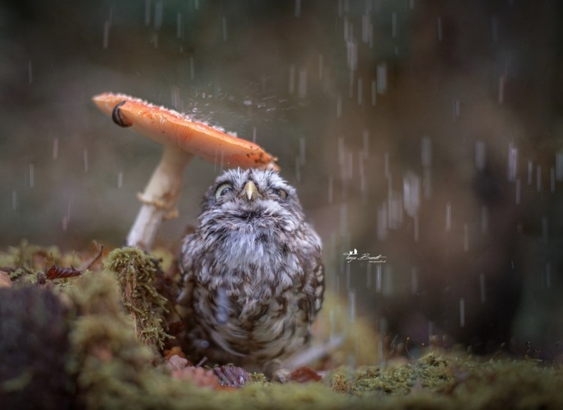 Image result for bird in the rain meme