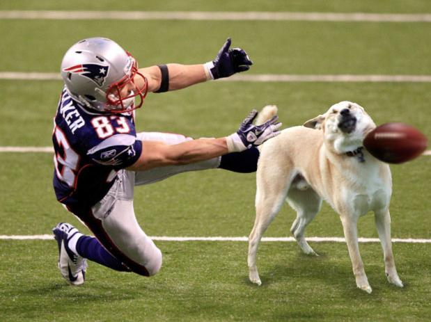 handegg doge frisbee doge know your meme 982 handegg doge frisbee doge know your meme