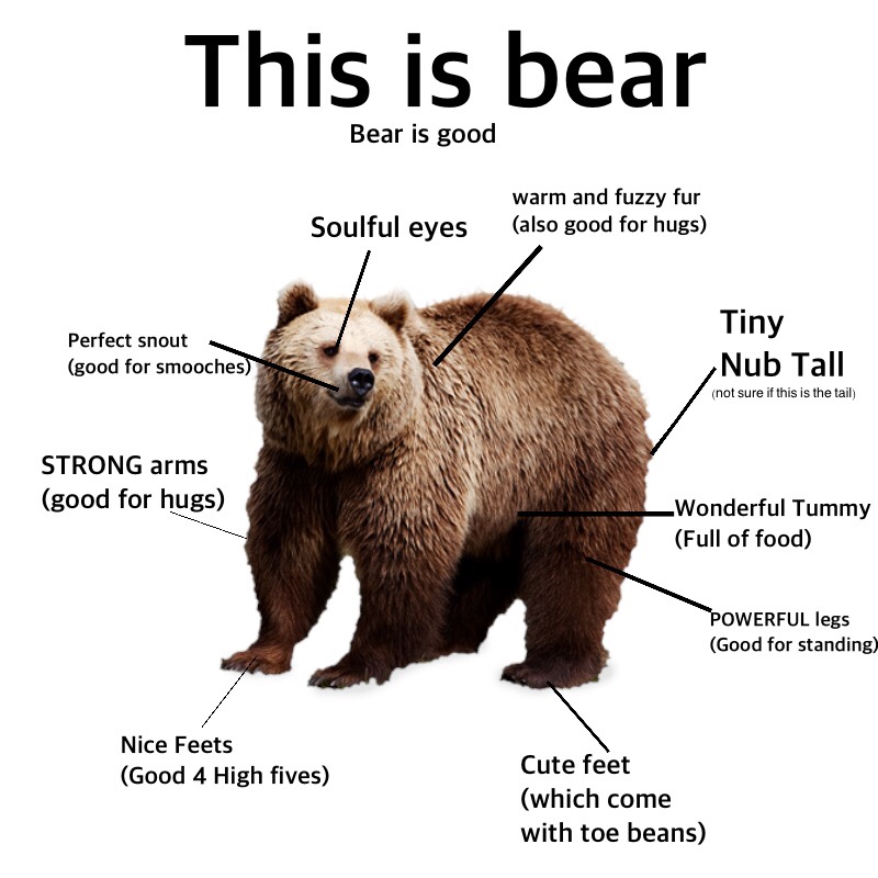 this is bear bear is good proper anatomy know your meme a59 this is bear bear is good proper anatomy know your meme
