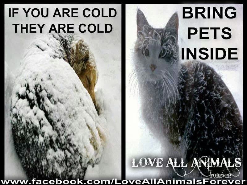 If You Are Cold, They Are Cold. Bring Pets Inside If You're Cold