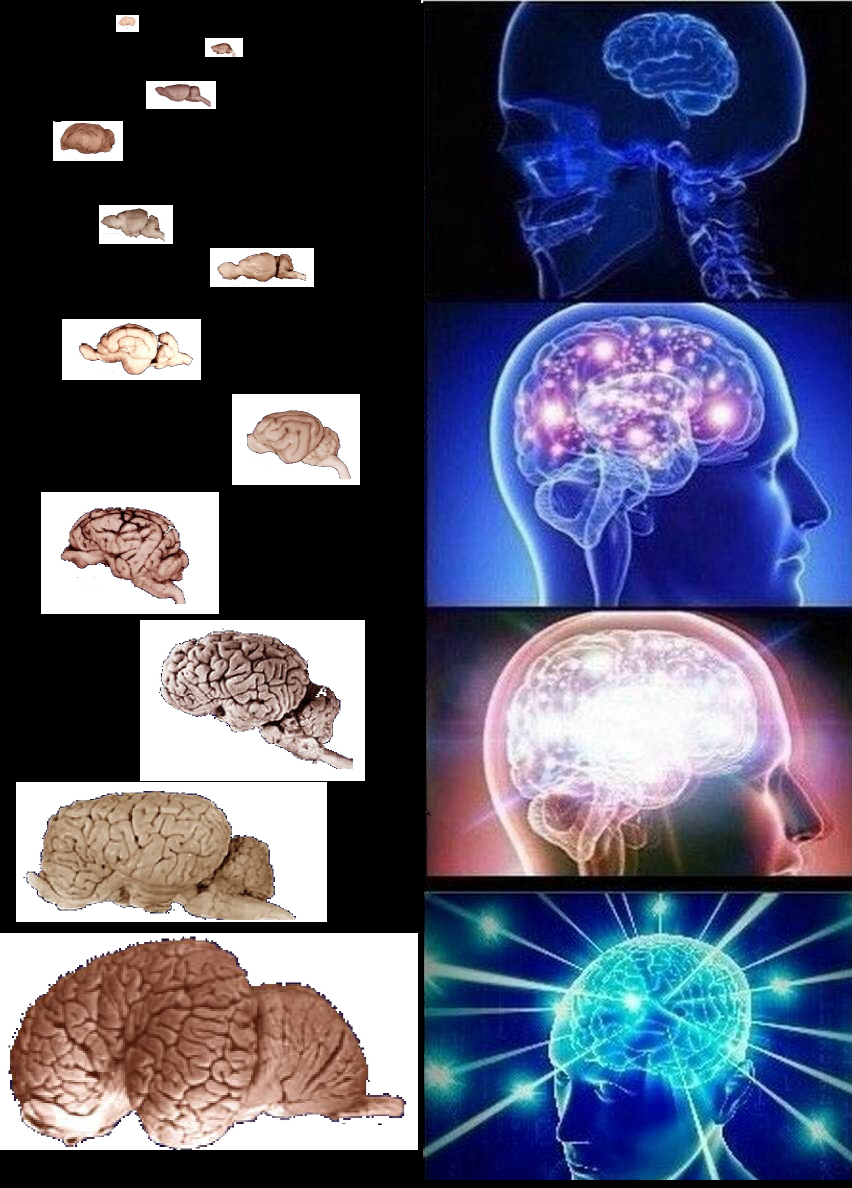 logical conclusion expanding brain know your meme brain size meme