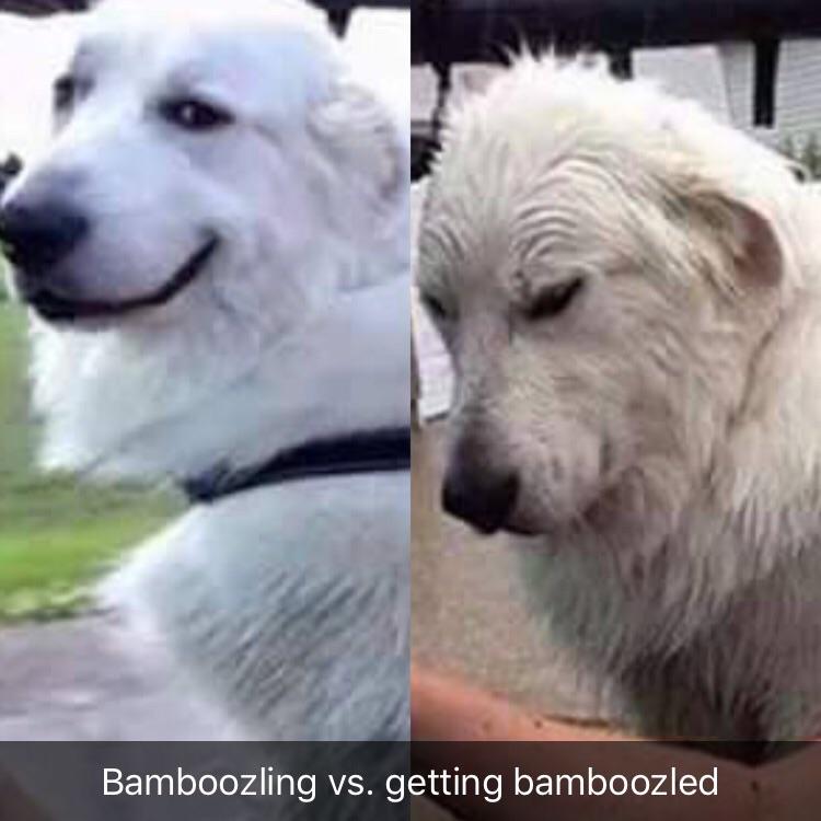 Bamboozling vs. getting bamboozled Bamboozle Know Your Meme
