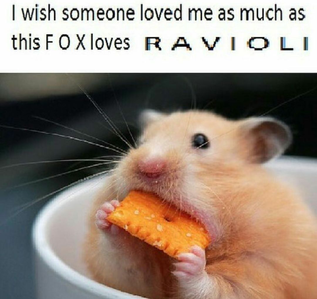 i wish someone loved me as much as this fox loves ravioli hamsters 2aa i wish someone loved me as much as this fox loves ravioli hamsters