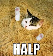 Cat-halp-1