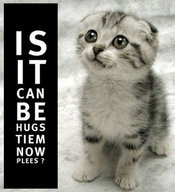 Cat-hugs-tiem-plees