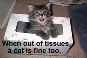 When-out-of-cats