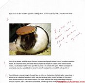 Pancakebunny