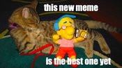 New_meme_mocking_trollcat