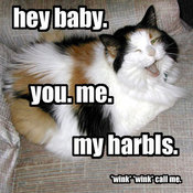 Haibay