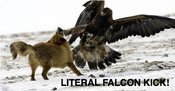 Literalfalconkick
