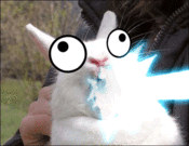 Shoop-da-bunny