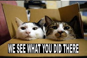 Funnycatsgroup3