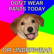 Advice-dog-dont-wear-pants-today-or-underwear