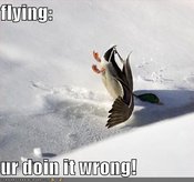 Flyingurdoin128481848142031250