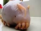 Sea_pig20110724-22047-1i9i235