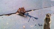 Sad_rat_sidewalk_32