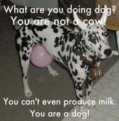 Funny_dog