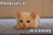 Lolcats_monorail-cat-training
