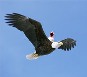 Clooney_on_eagle_3_lazerz