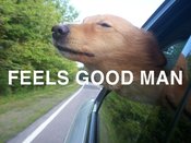 Feels_2bgood_2bman_2bdog_2btext