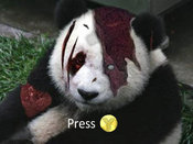 Panda_qte