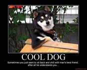 Cool-dog-dogs-demotivational-poster-1255287794