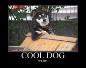 Cooldog