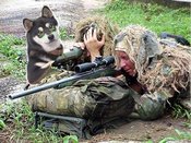 Cooldog